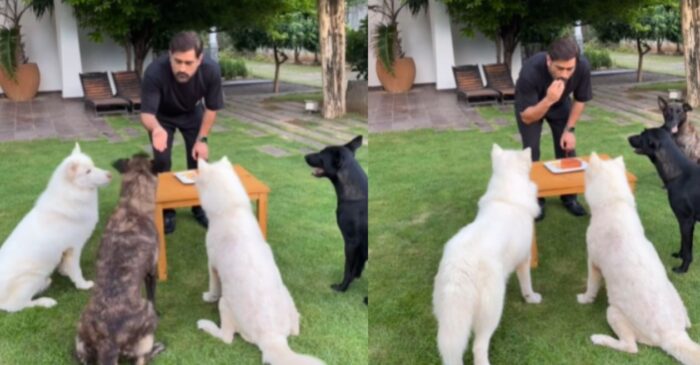 पालतू कुत्तों के साथ एमएस धोनी ने मनाया अपना 42वां जन्मदिन; खास वीडियो आया सामने